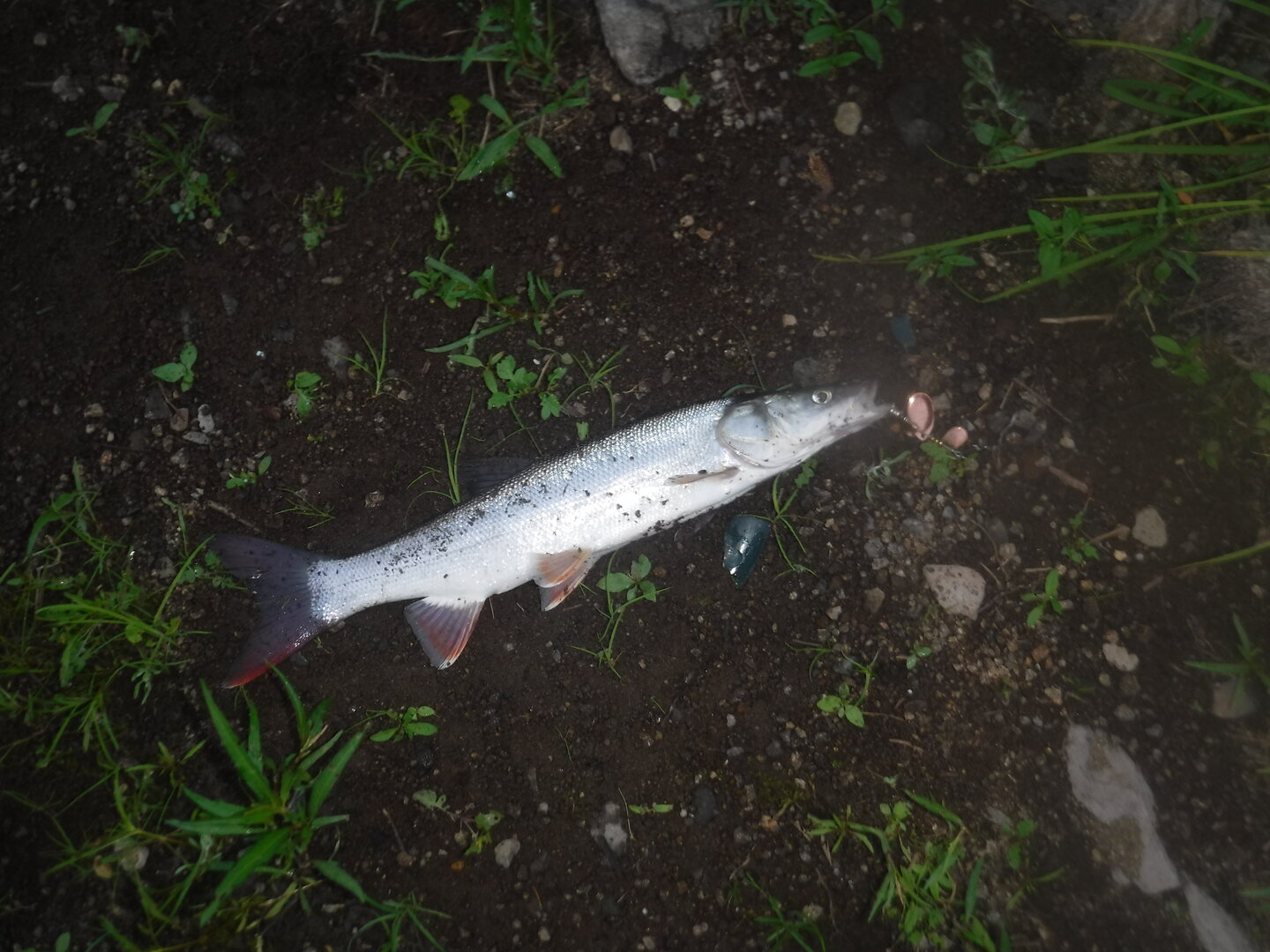 DSCF9550.JPG