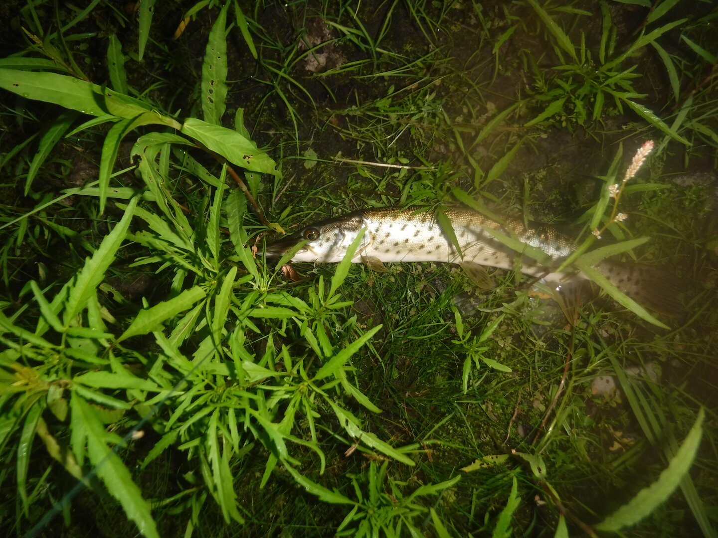 DSCF9551.JPG