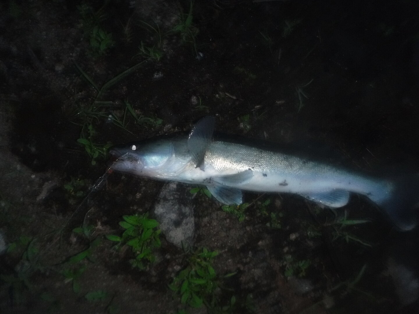 DSCF9552.JPG