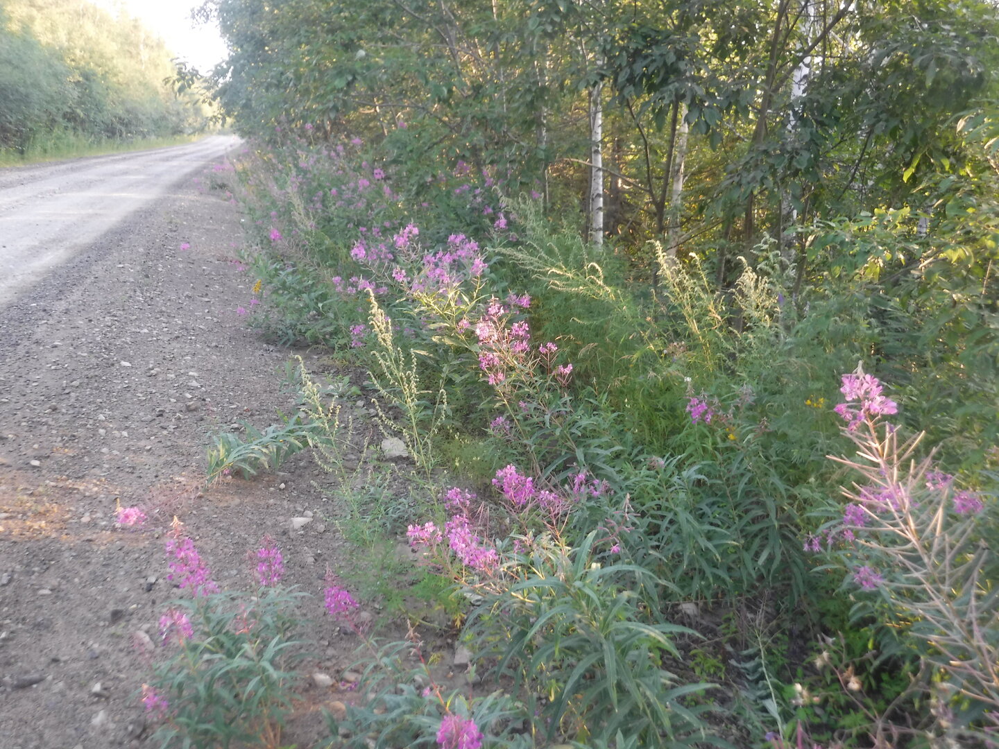 DSCF9570.JPG