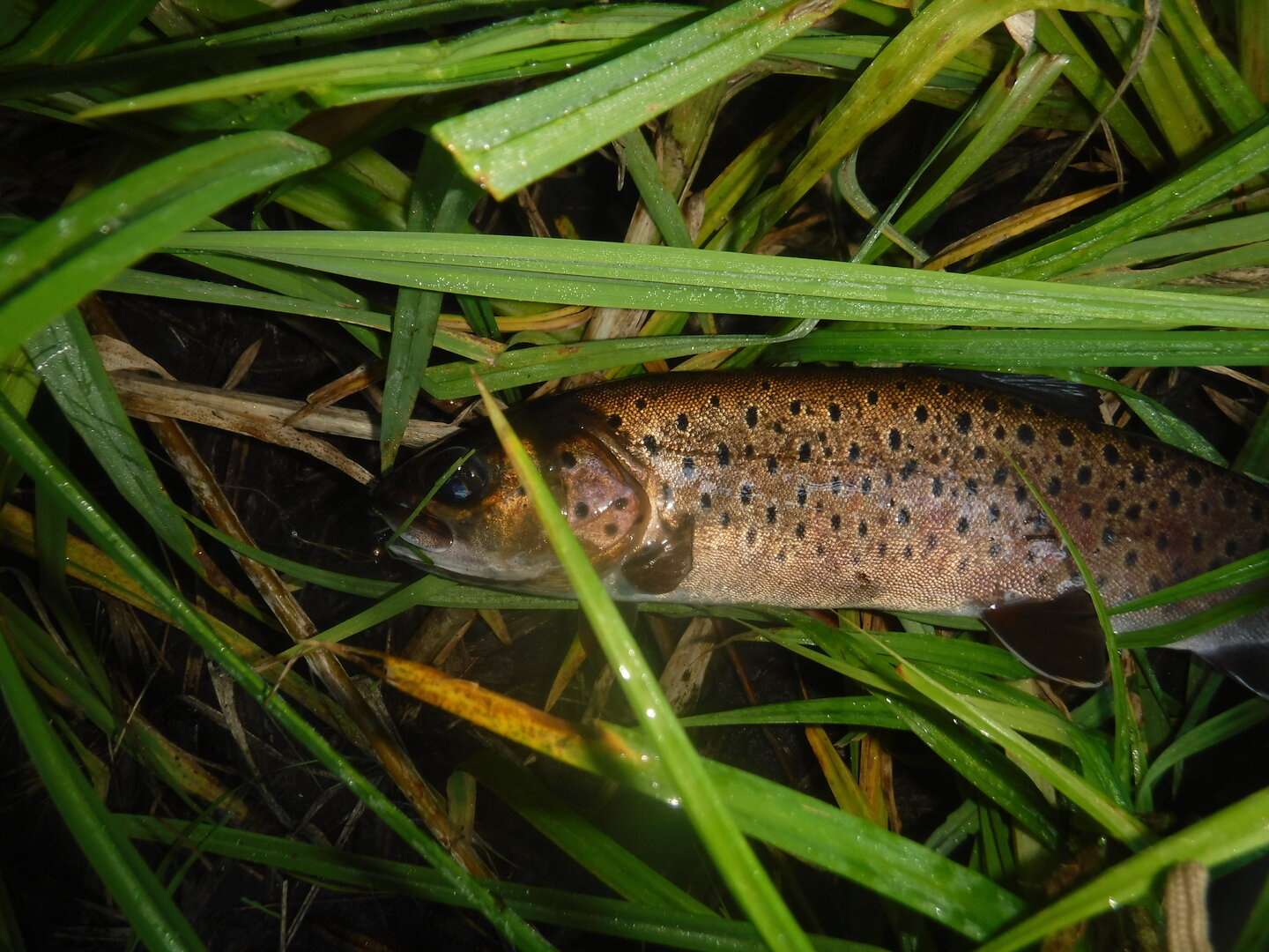 DSCF9575.JPG