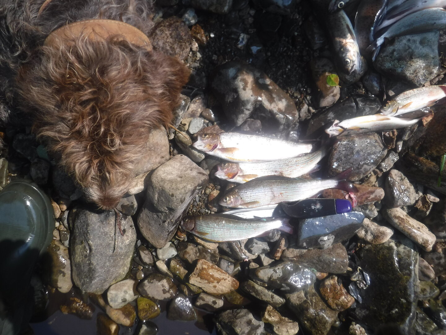 DSCF9595.JPG