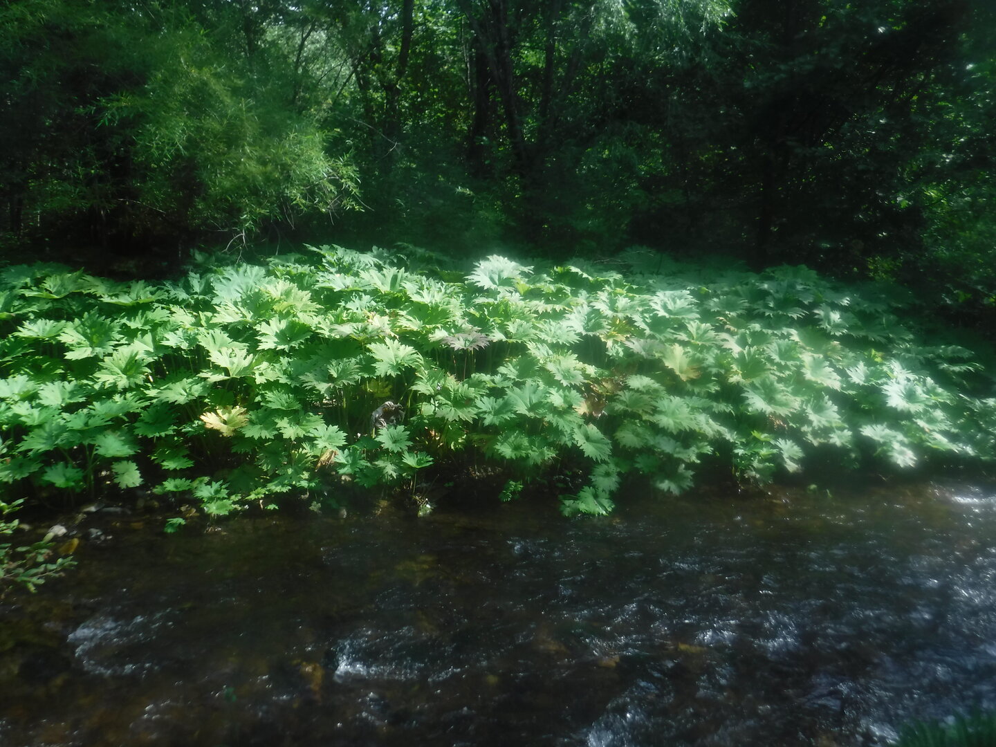 DSCF9602.JPG
