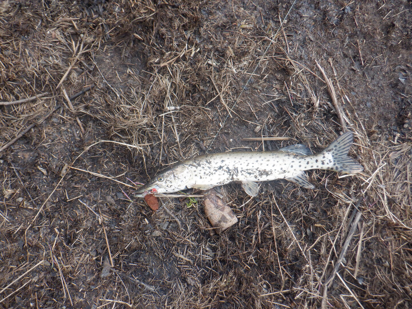 DSCF9611.JPG