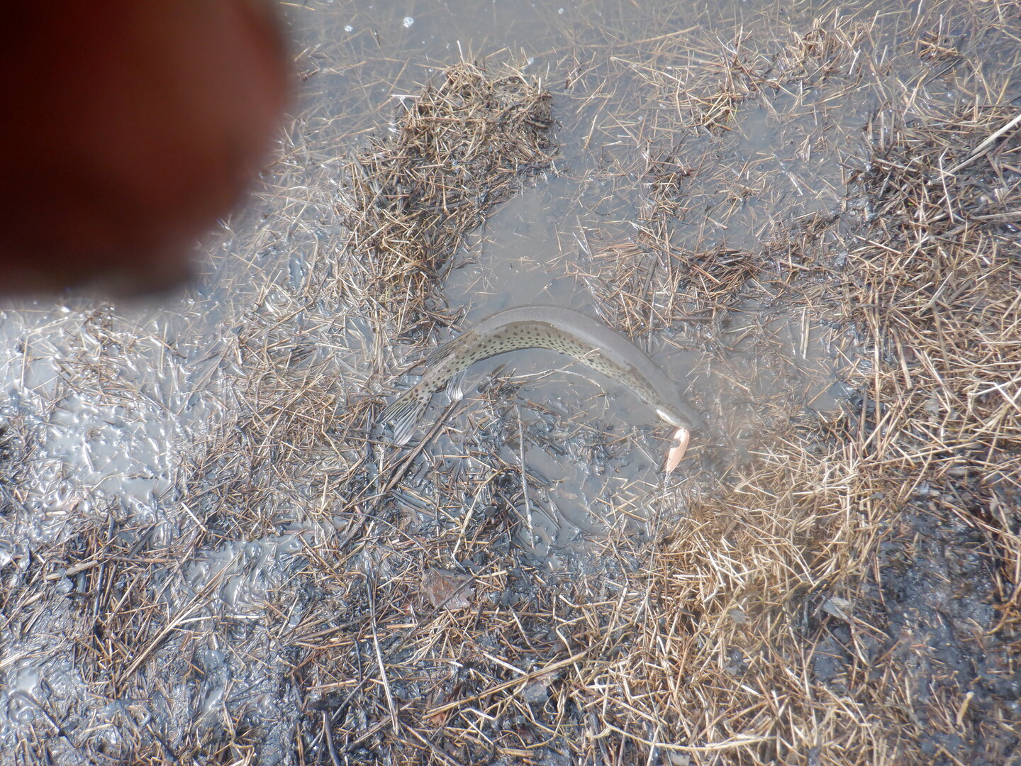 DSCF9613.JPG