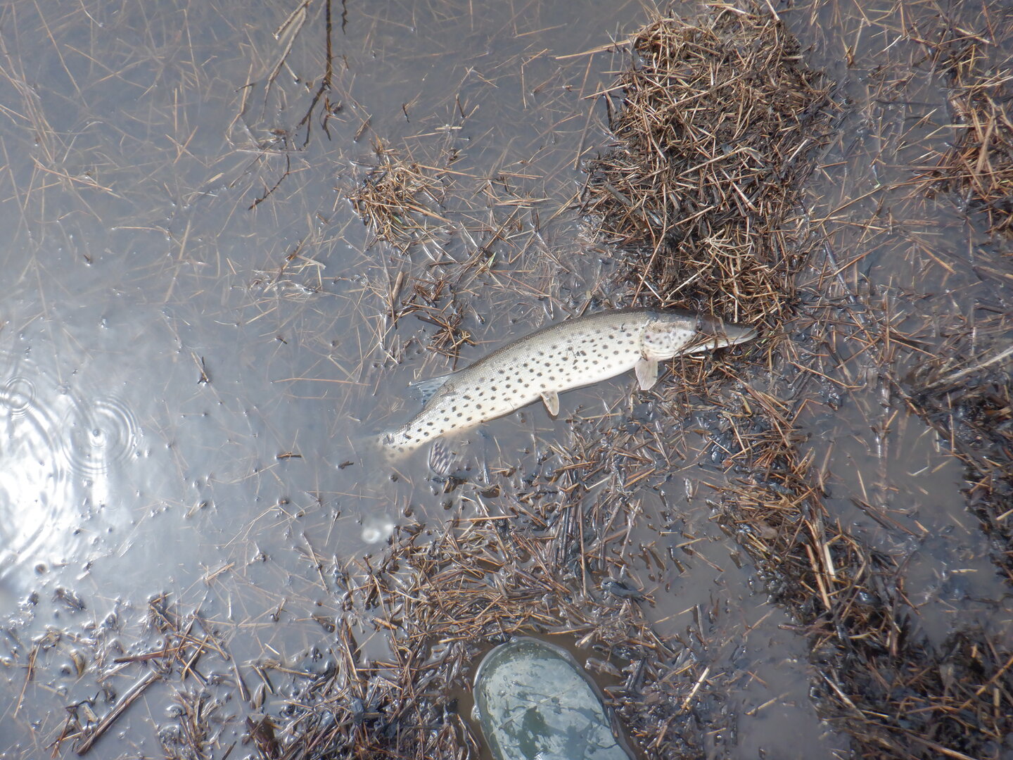 DSCF9619.JPG