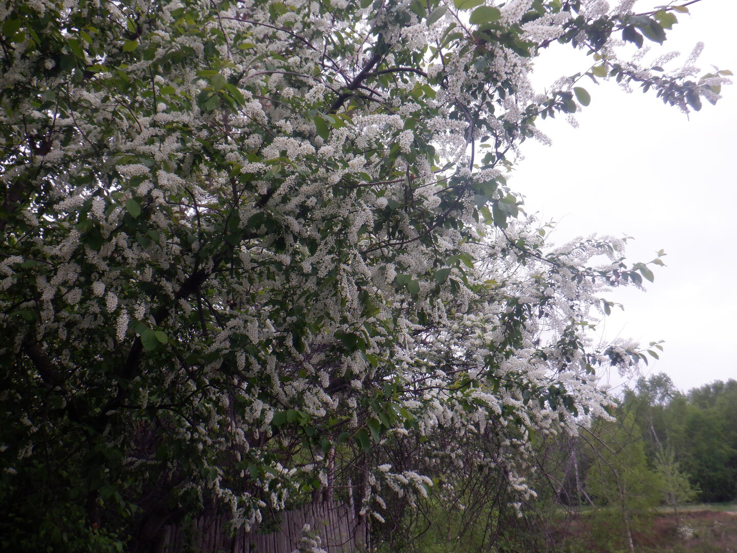 DSCF9630.JPG