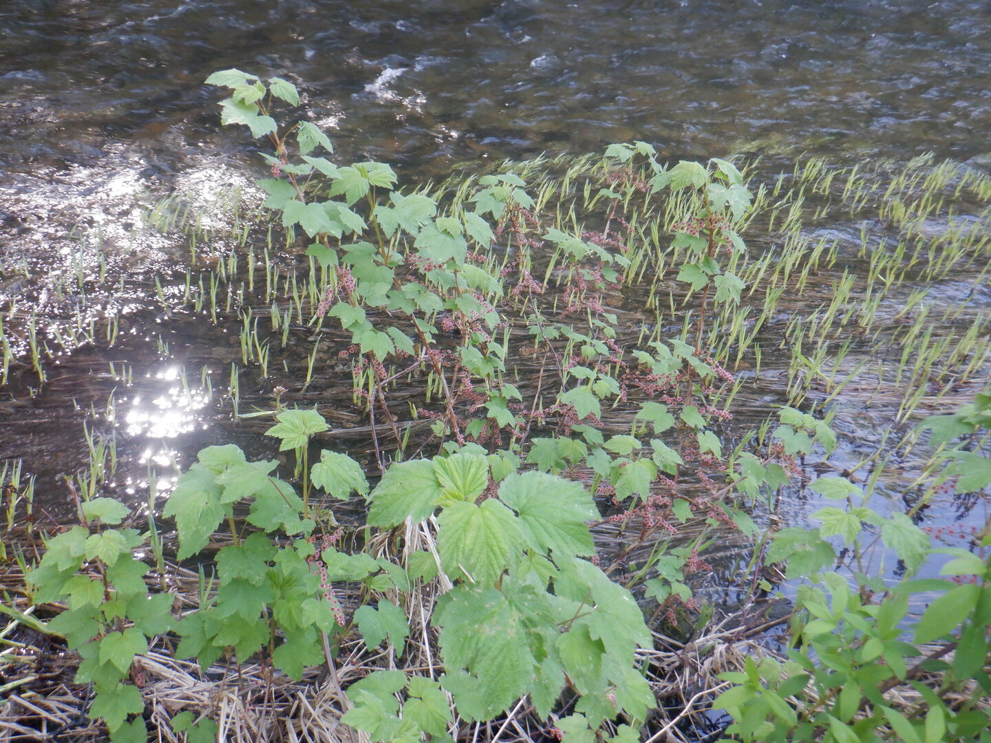 DSCF9643.JPG