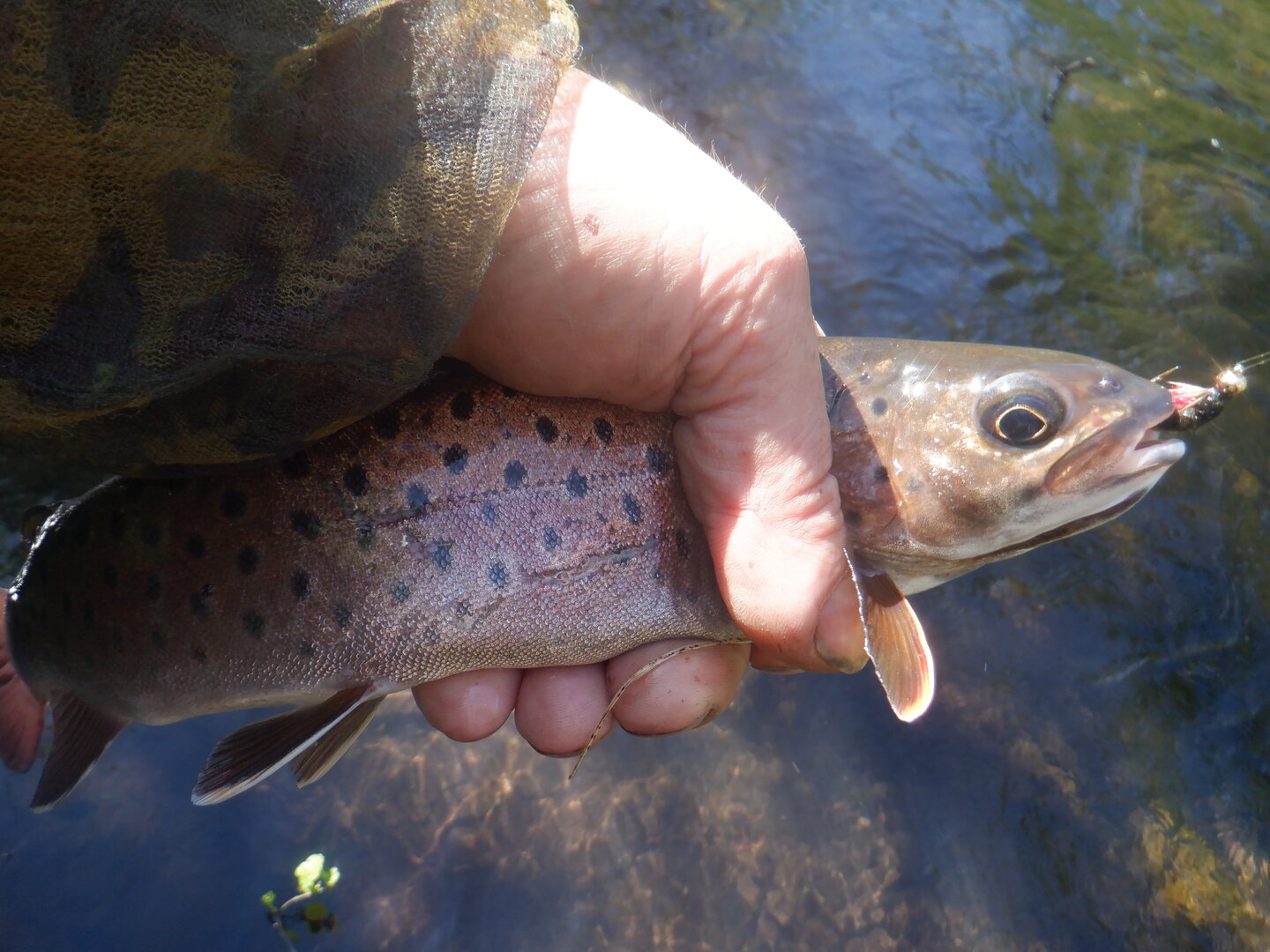 DSCF9645.JPG