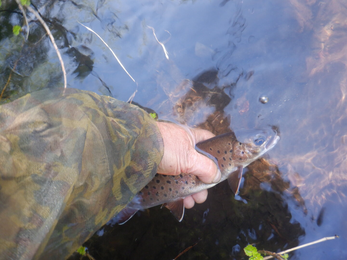 DSCF9646.JPG