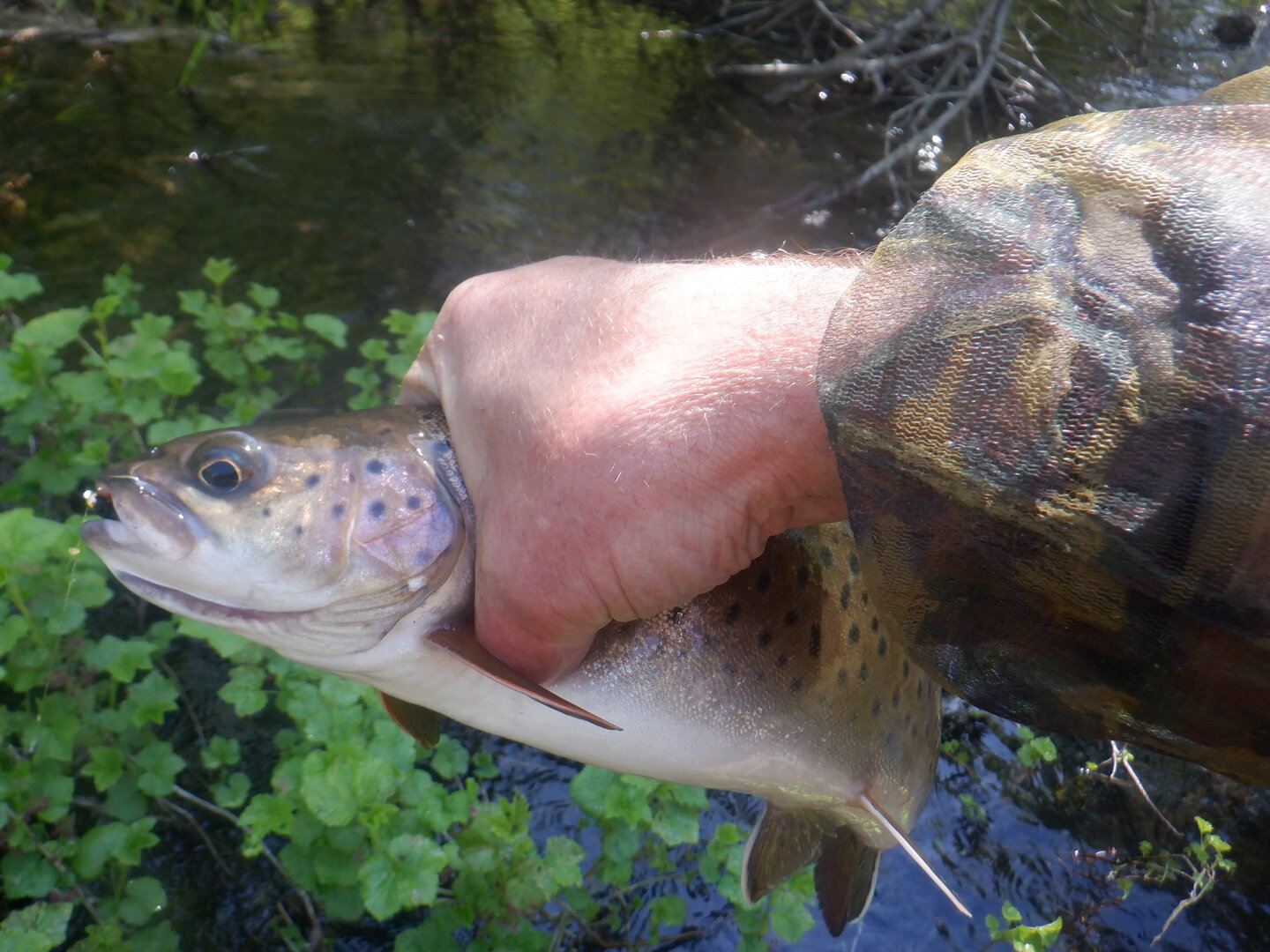 DSCF9648.JPG