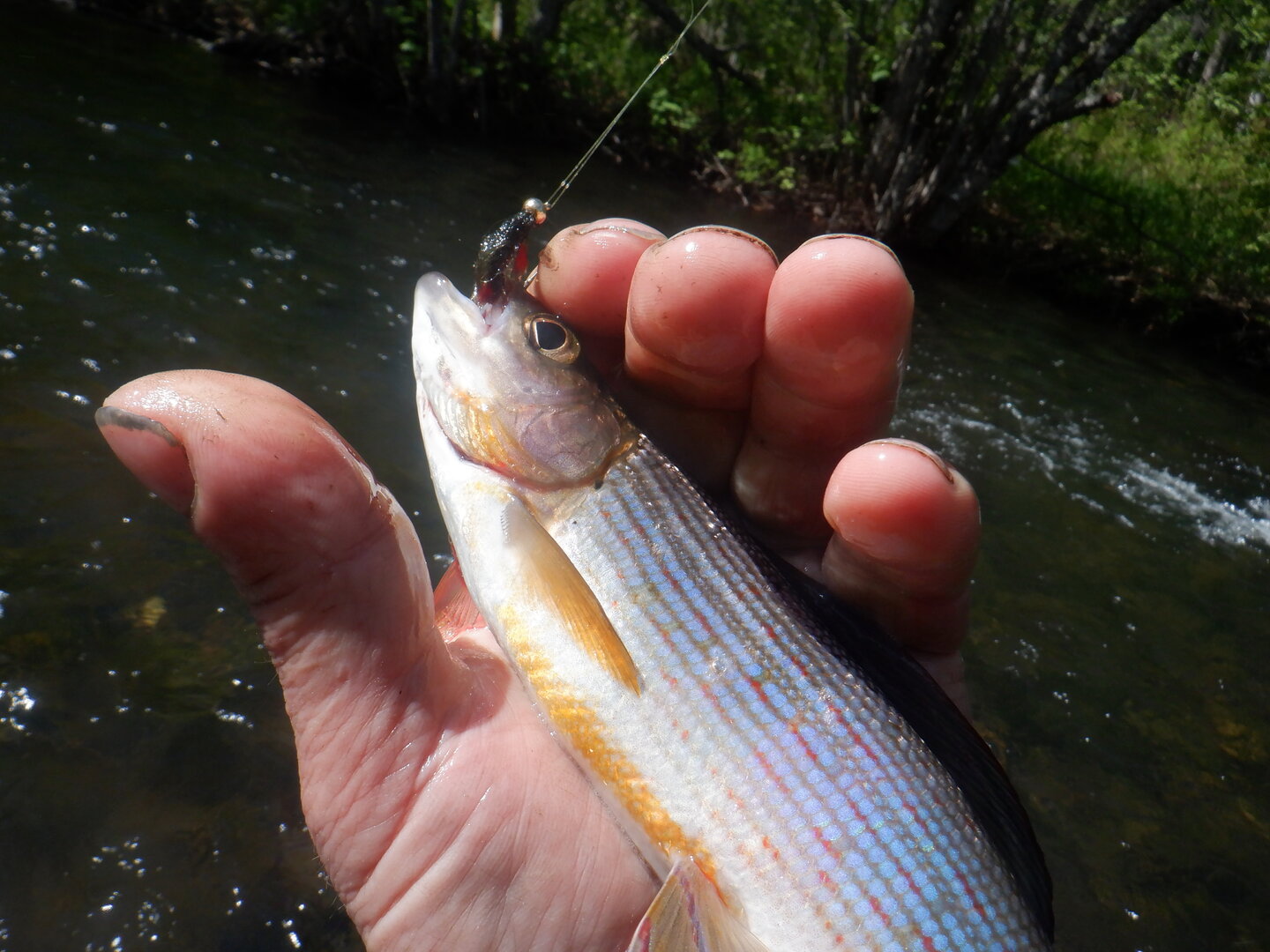 DSCF9651.JPG