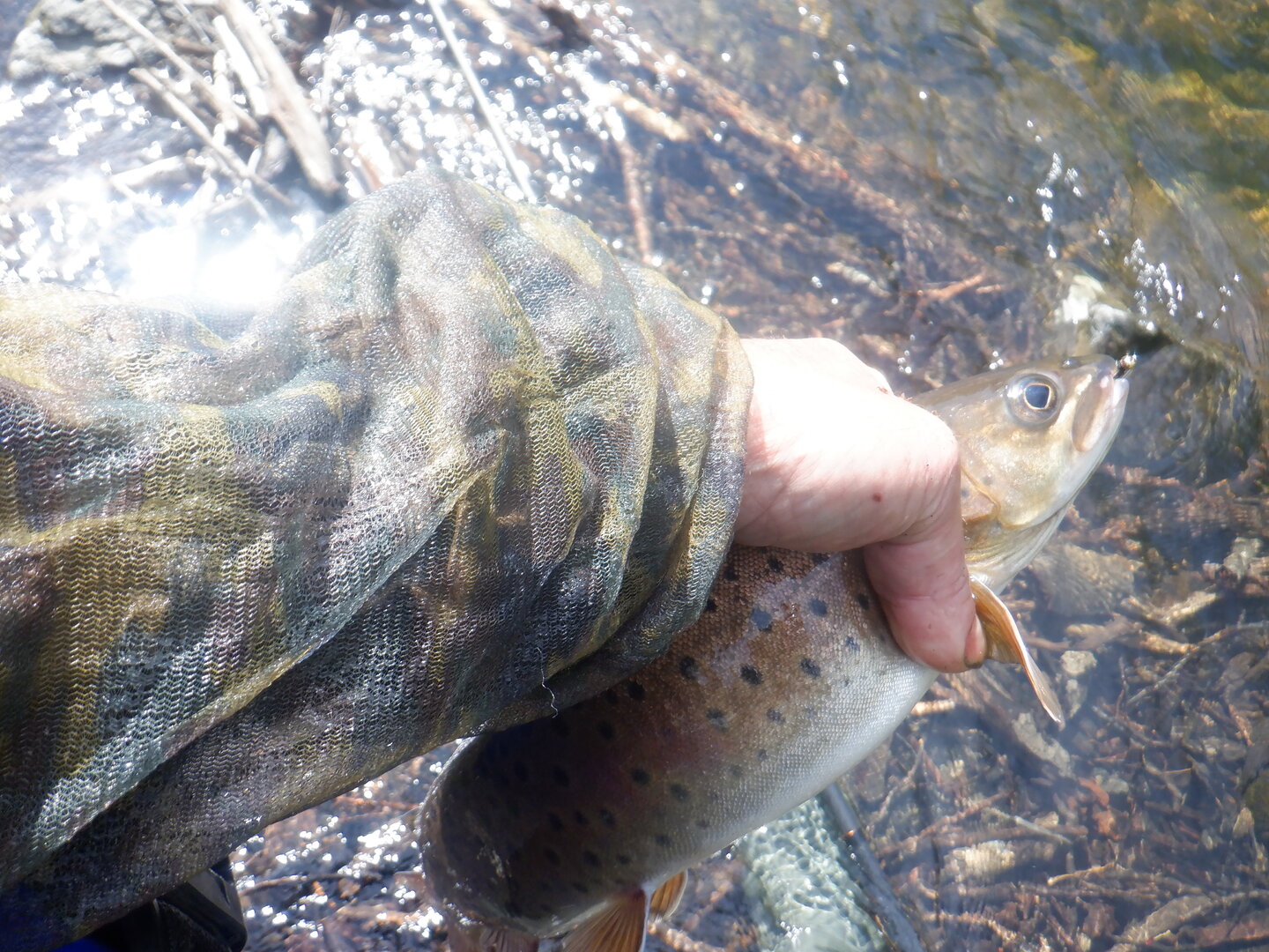 DSCF9657.JPG