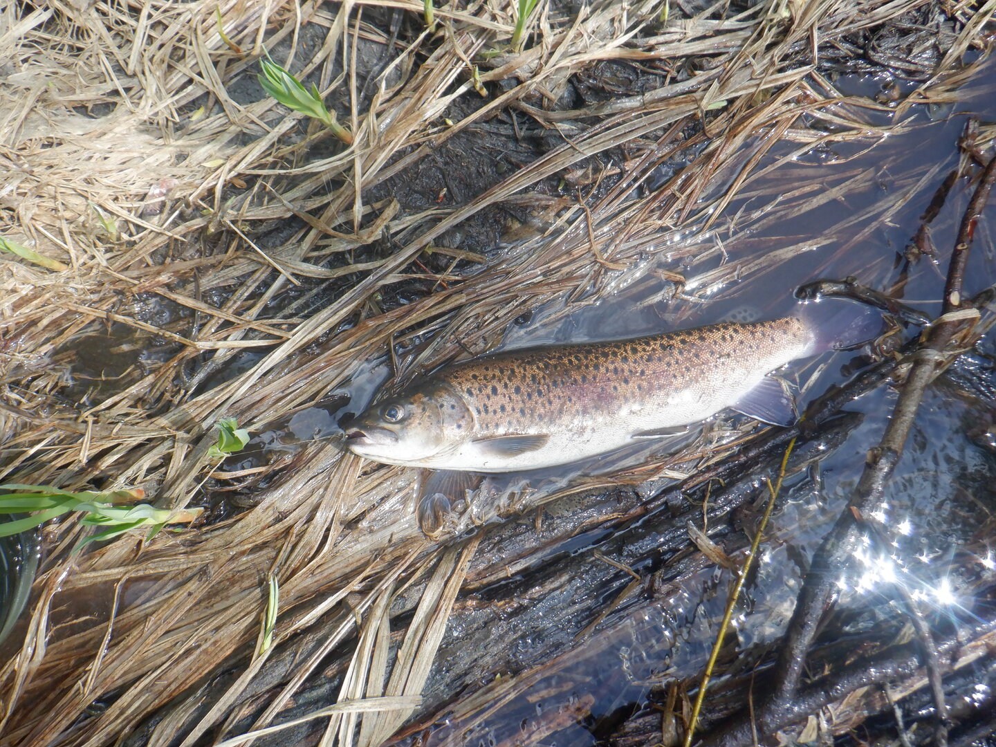 DSCF9659.JPG