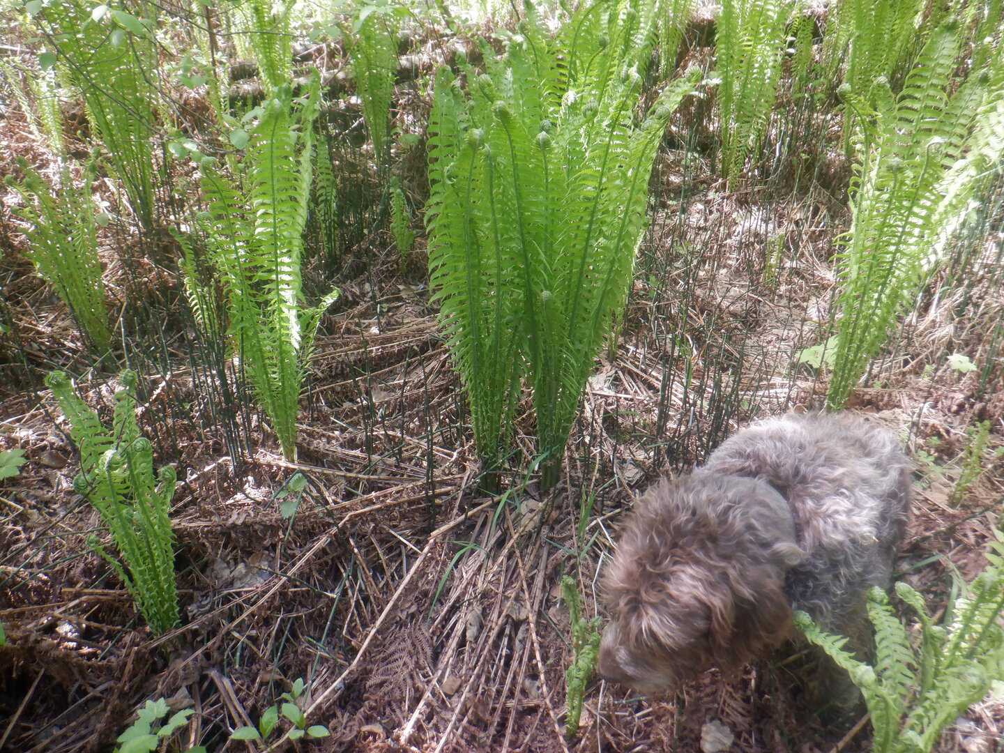 DSCF9663.JPG