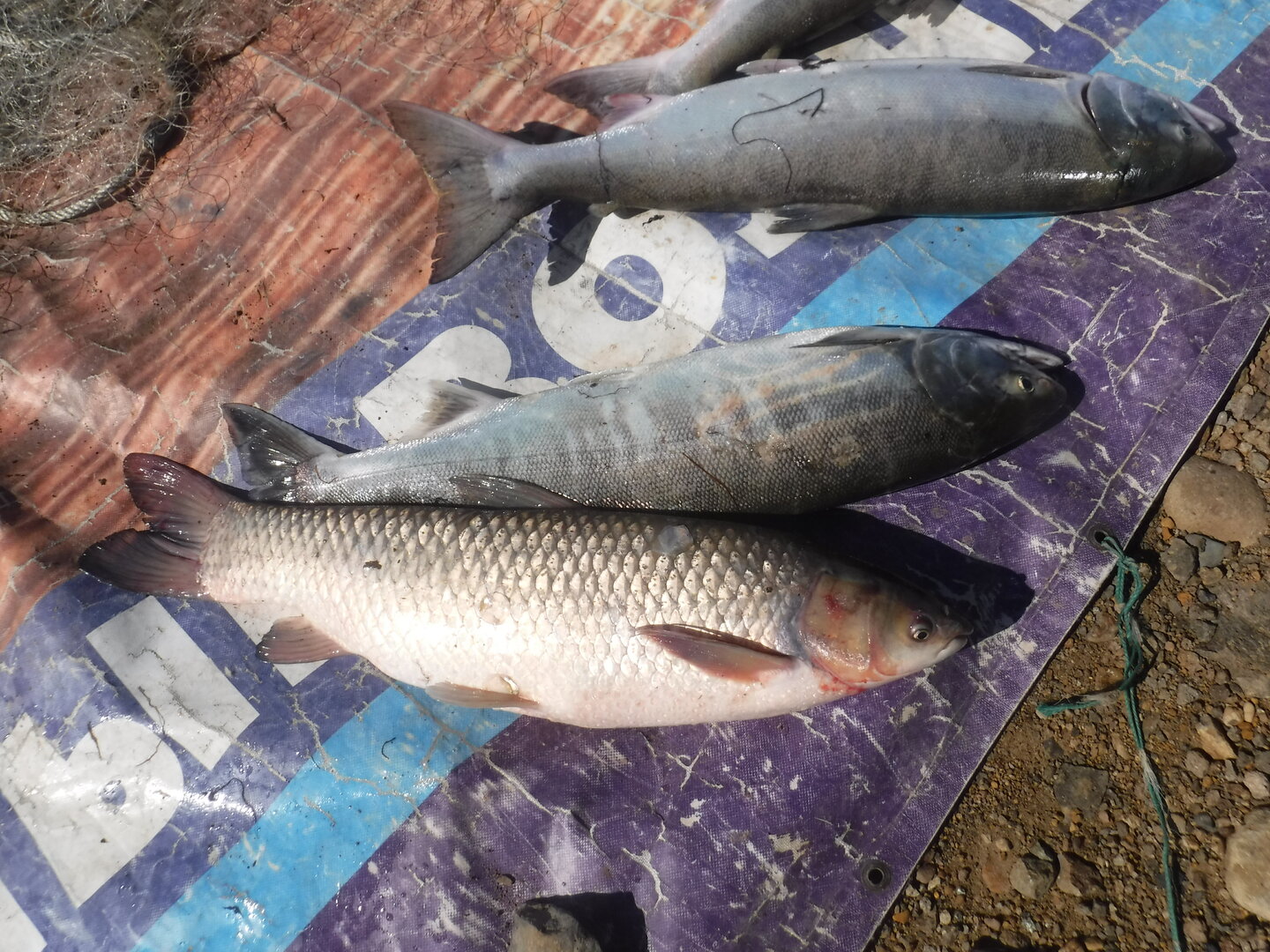 DSCF9663.JPG