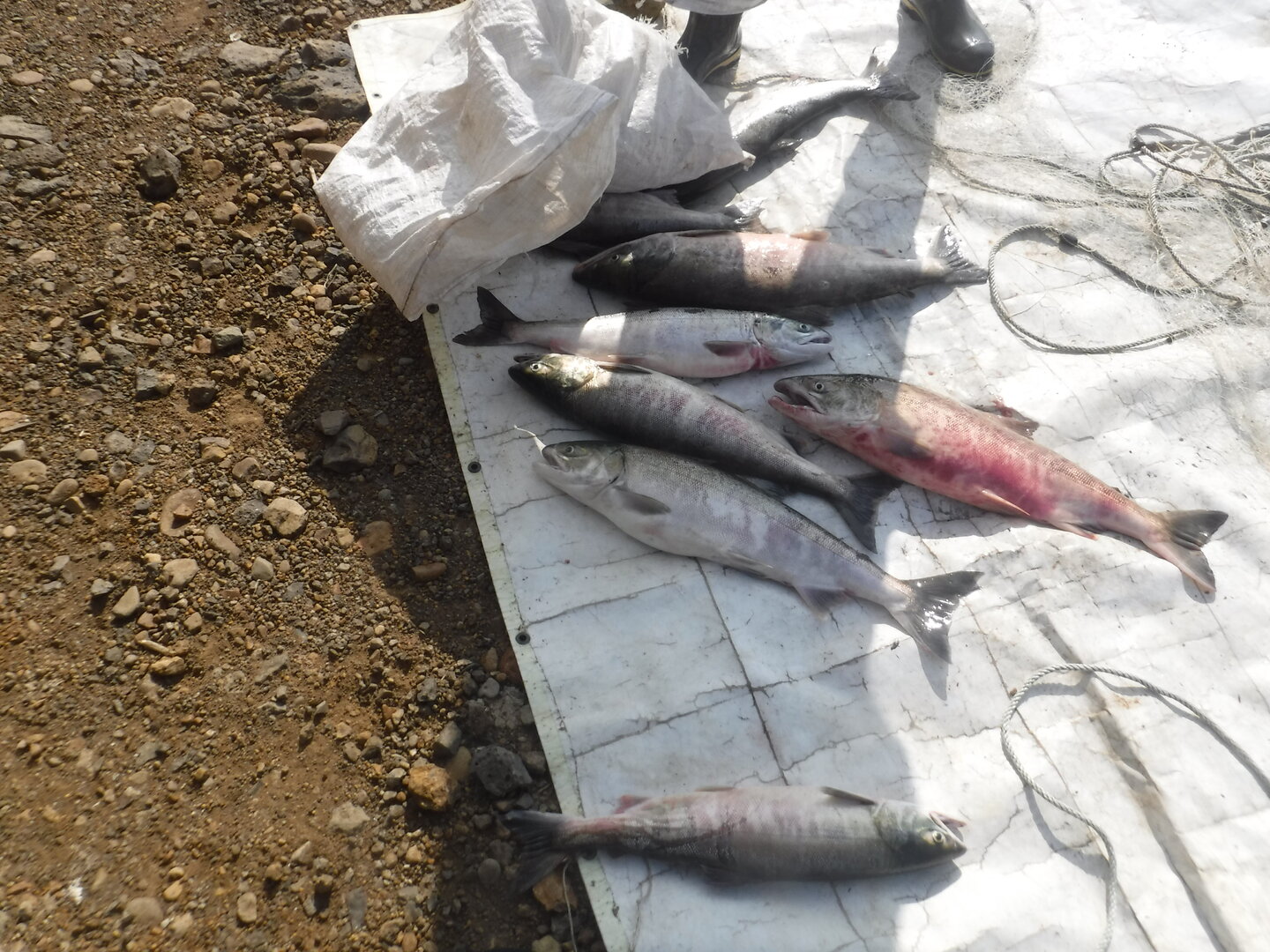 DSCF9675.JPG