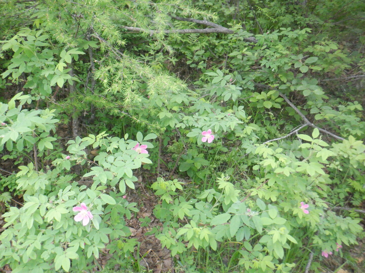 DSCF9690.JPG