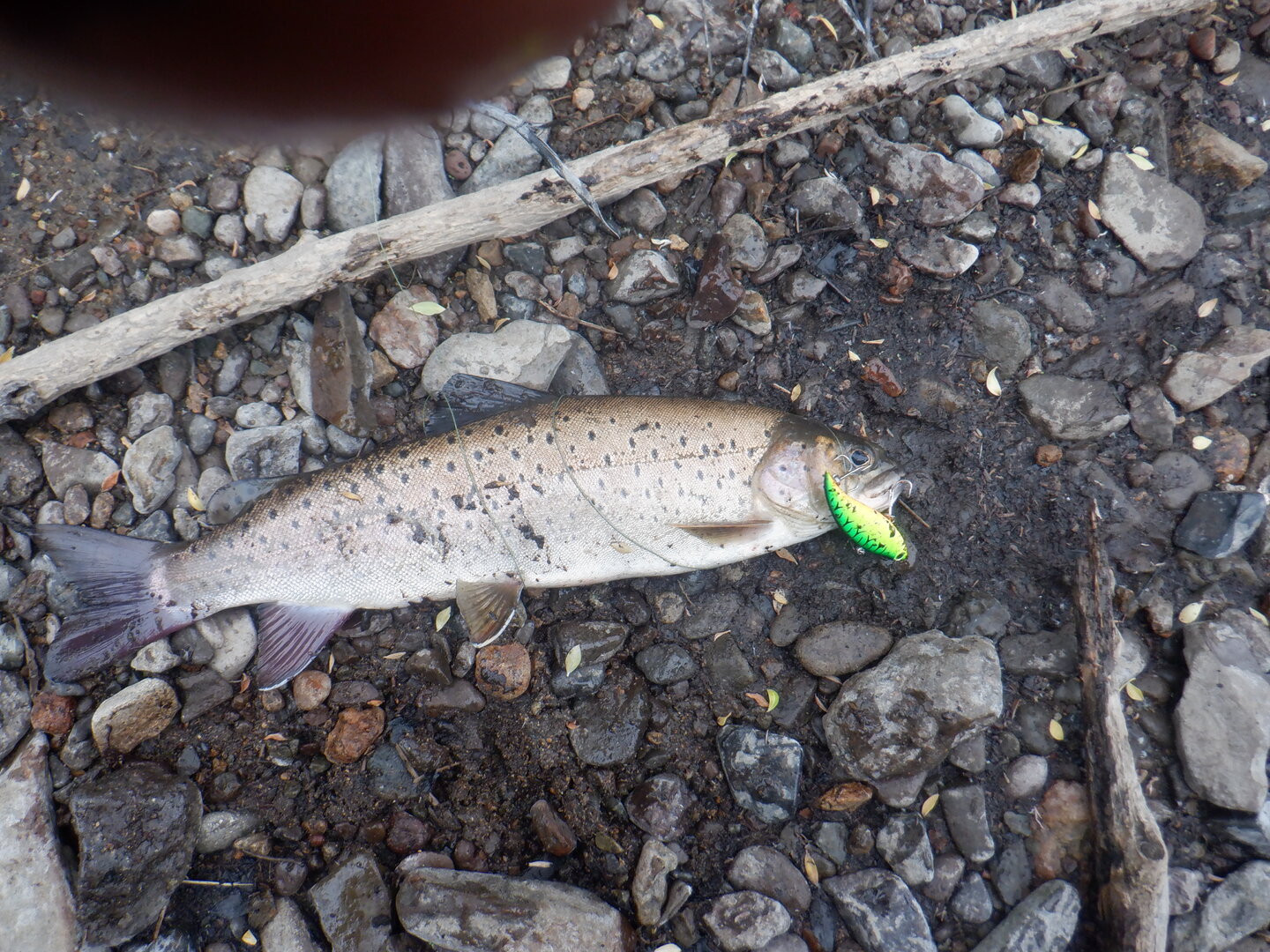 DSCF9691.JPG