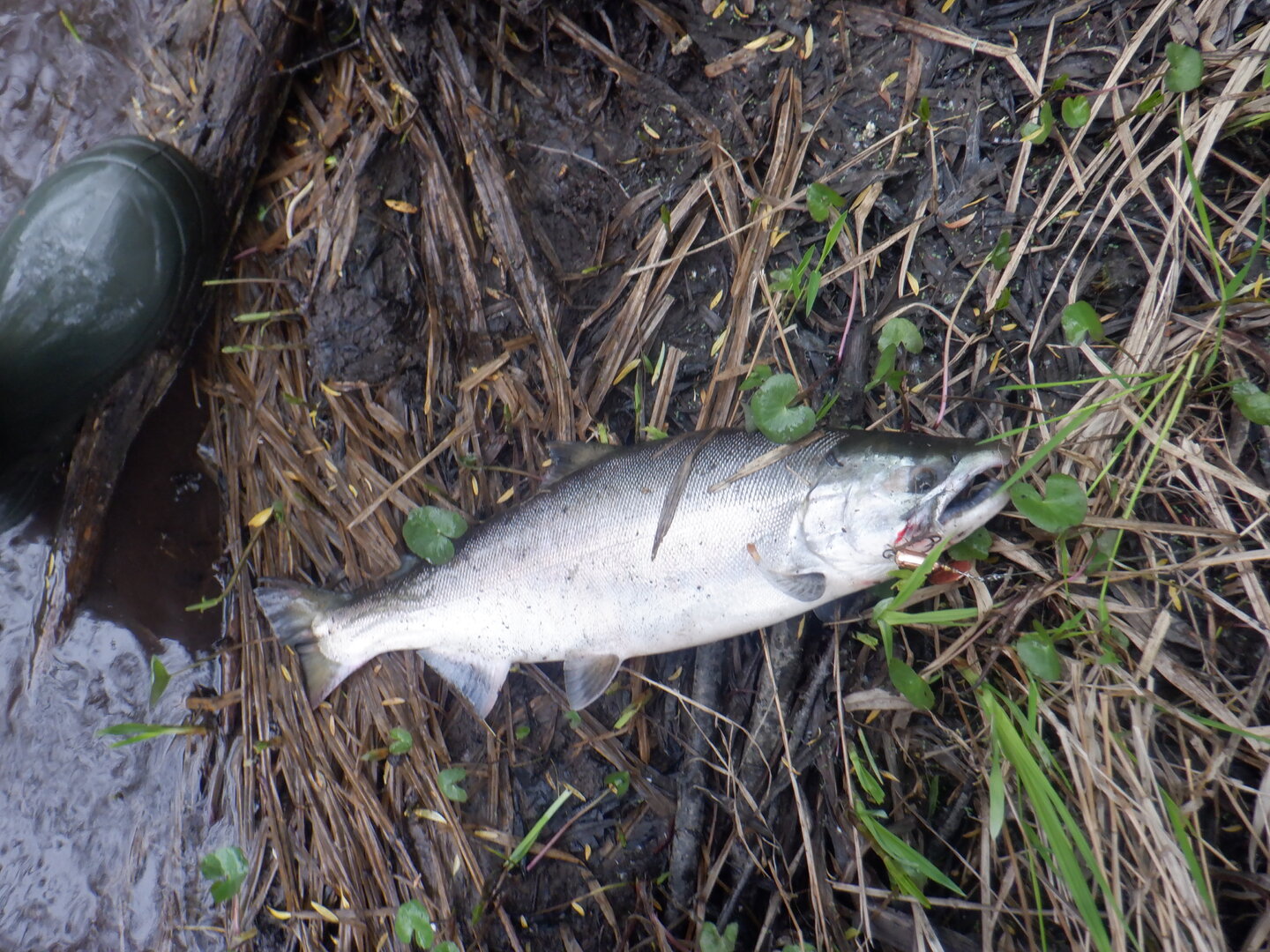 DSCF9694.JPG
