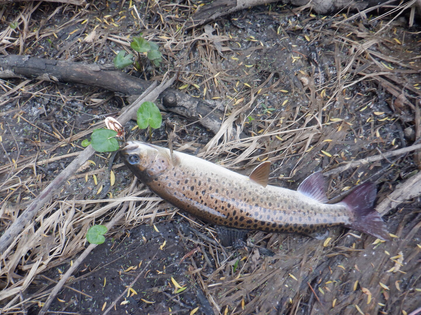 DSCF9695.JPG