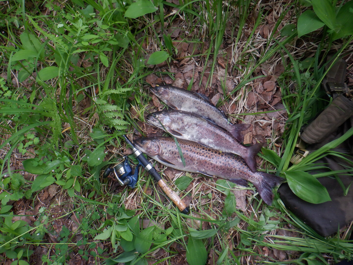 DSCF9696.JPG