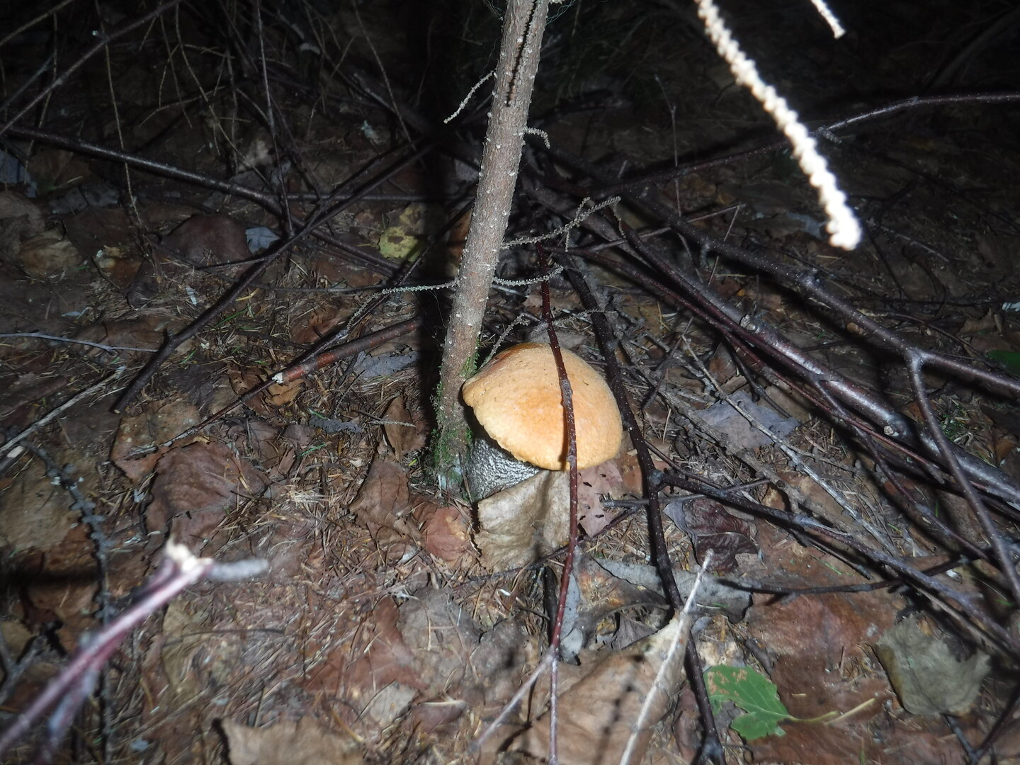 DSCF9696.JPG