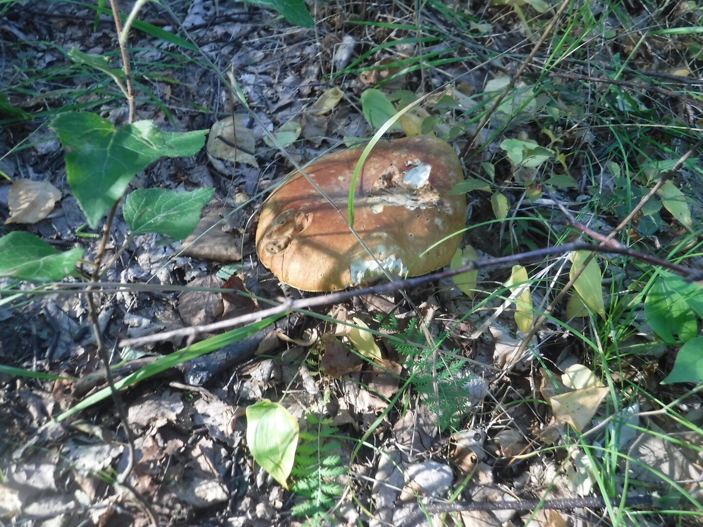 DSCF9704.JPG