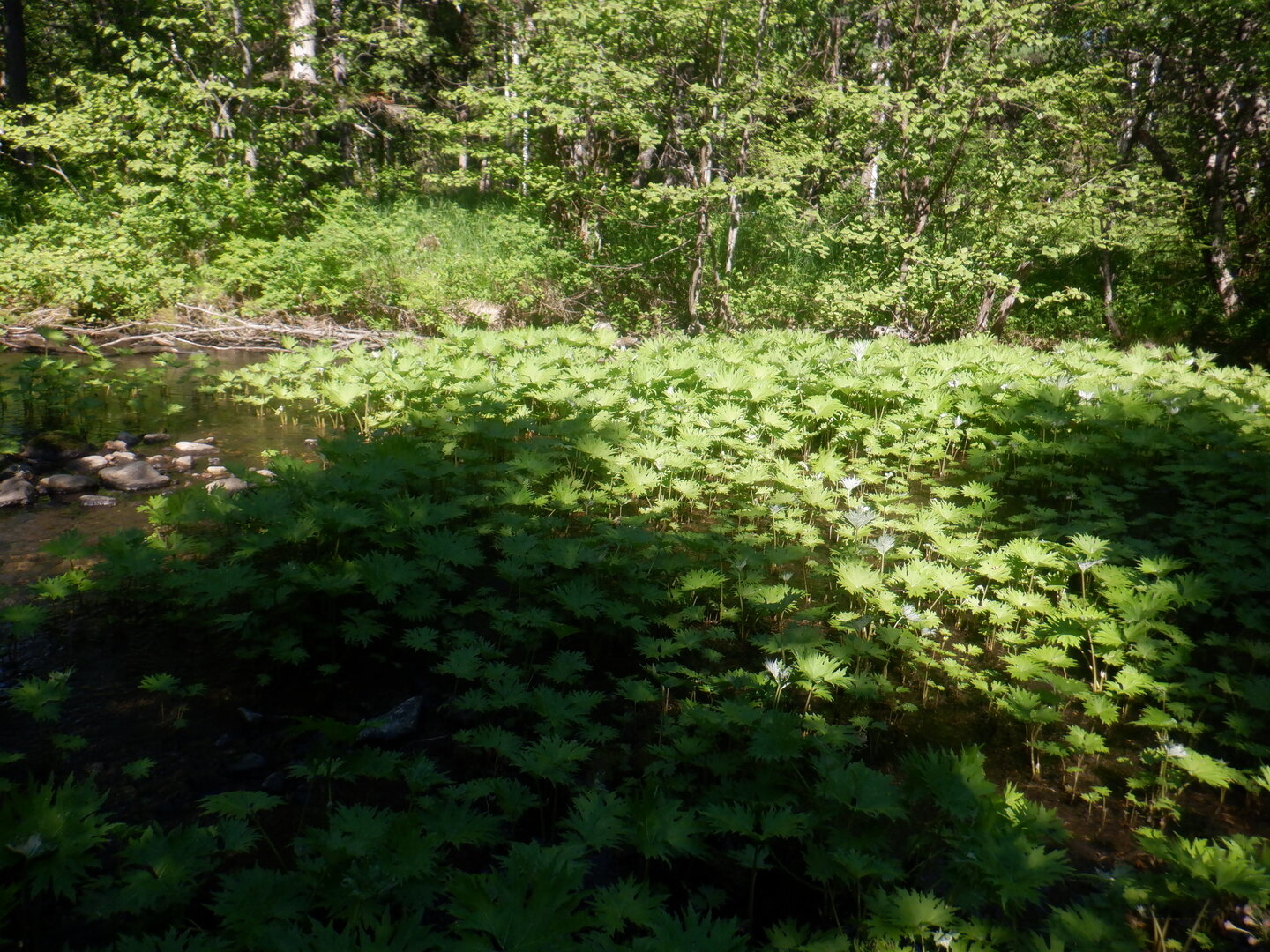 DSCF9717.JPG