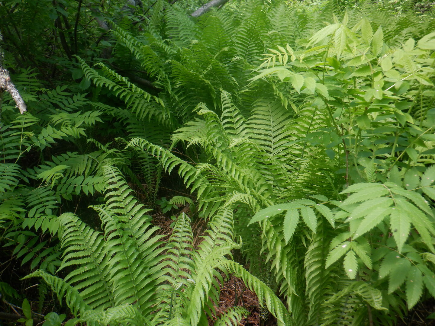 DSCF9726.JPG