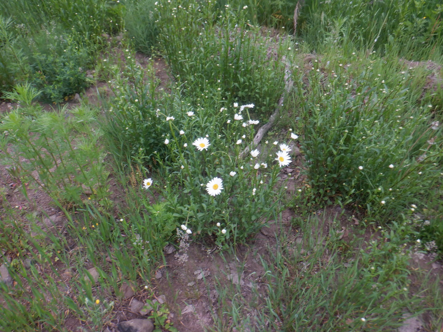 DSCF9728.JPG