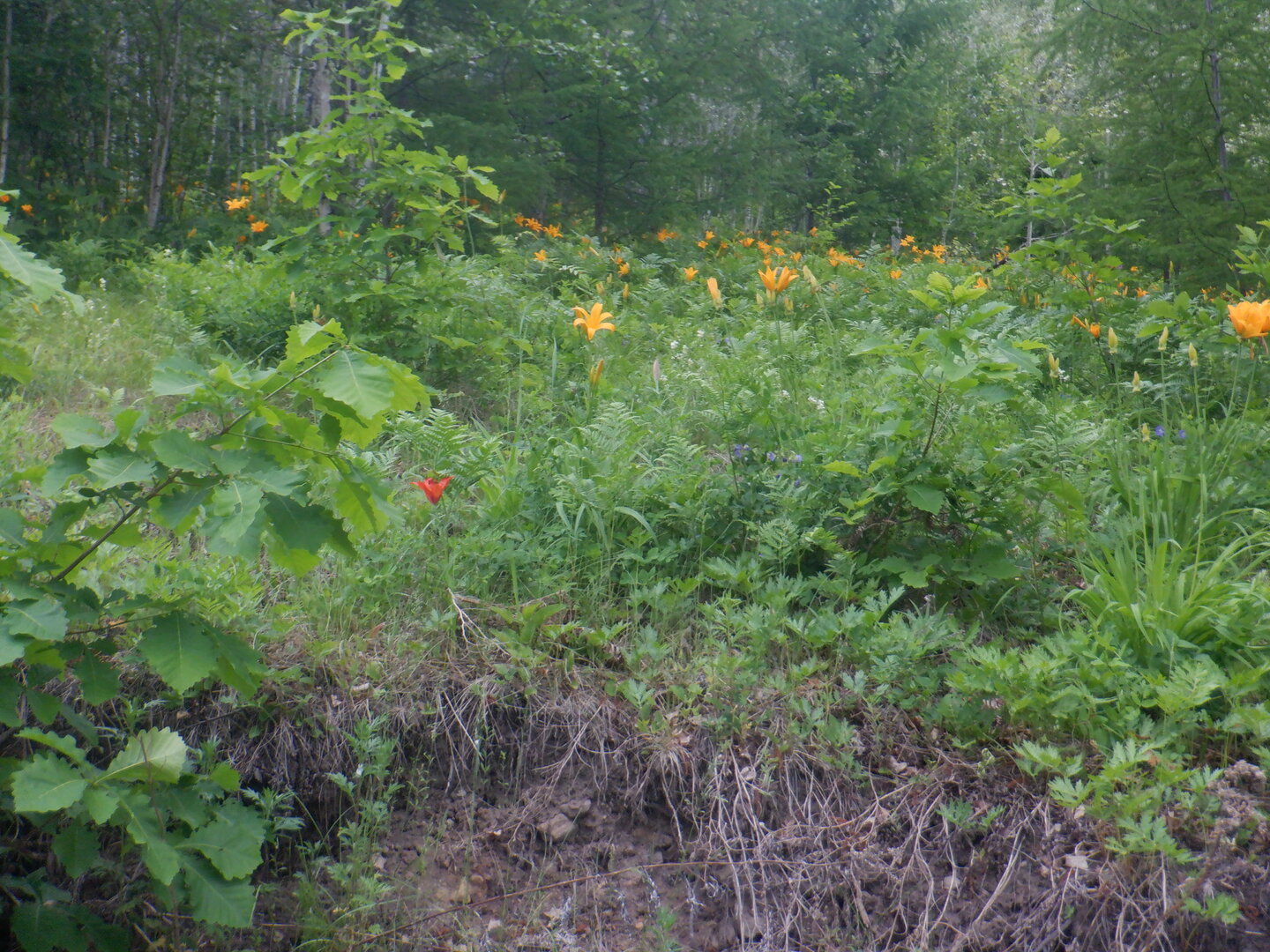 DSCF9730.JPG