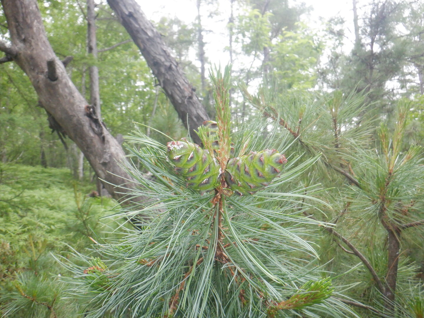 DSCF9734.JPG