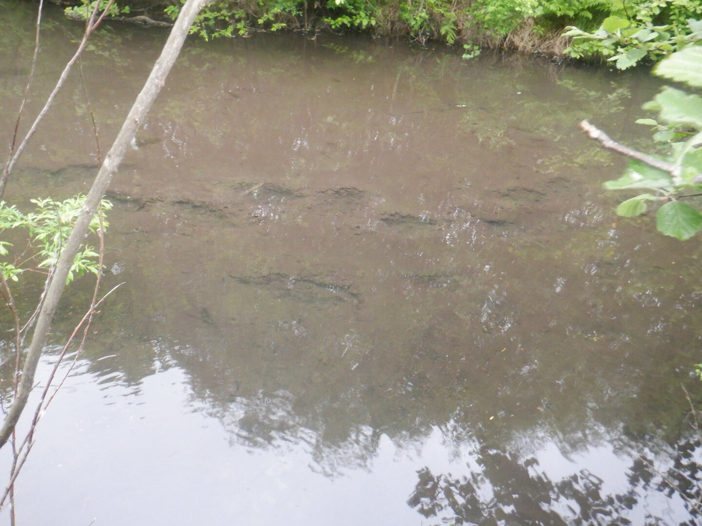 DSCF9738.JPG