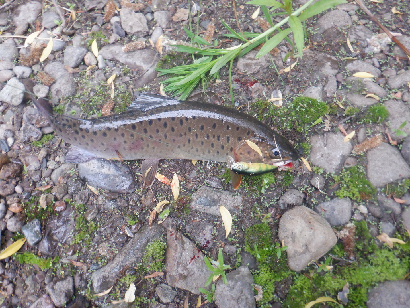 DSCF9739.JPG