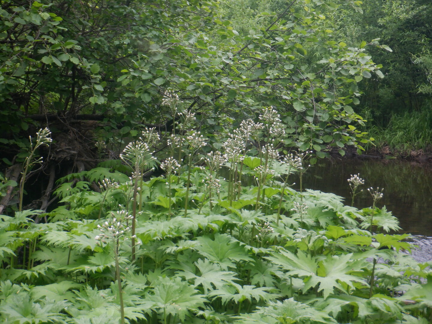 DSCF9740.JPG