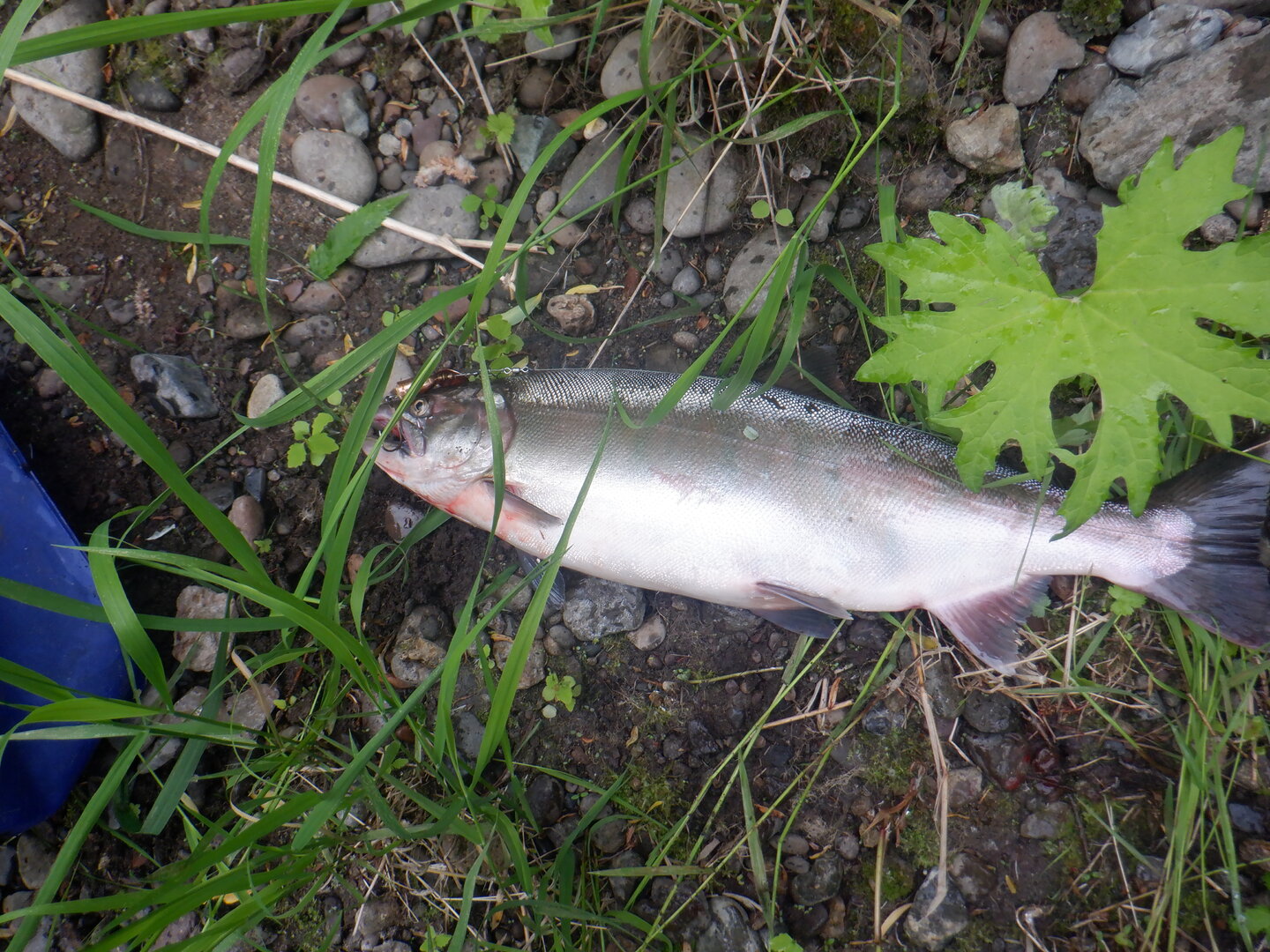 DSCF9747.JPG