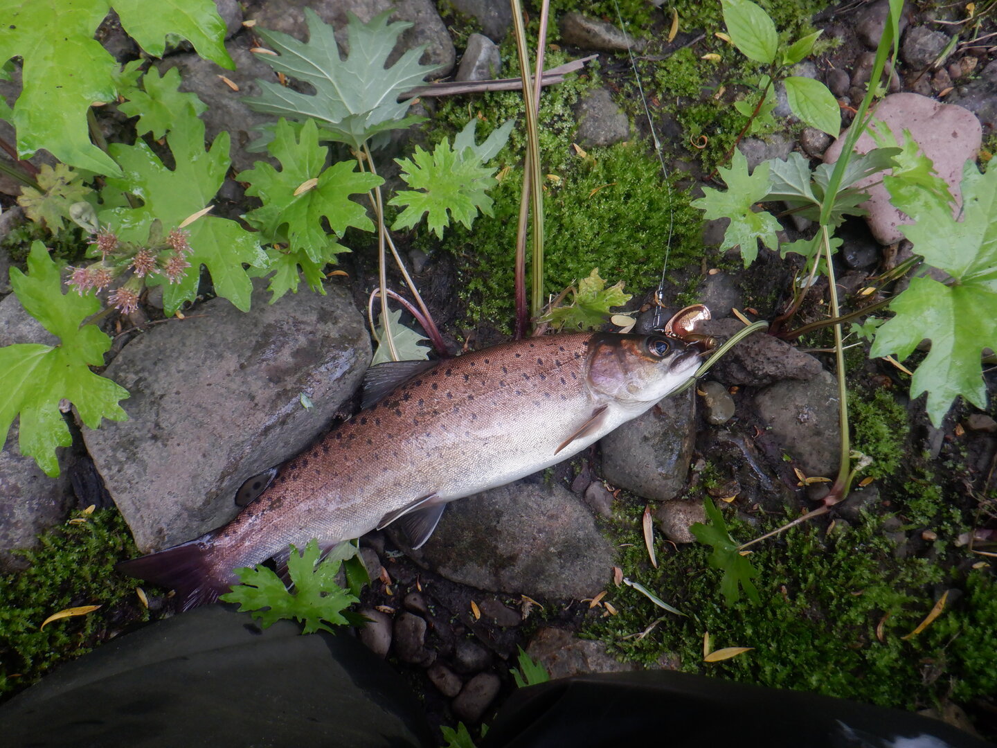 DSCF9748.JPG