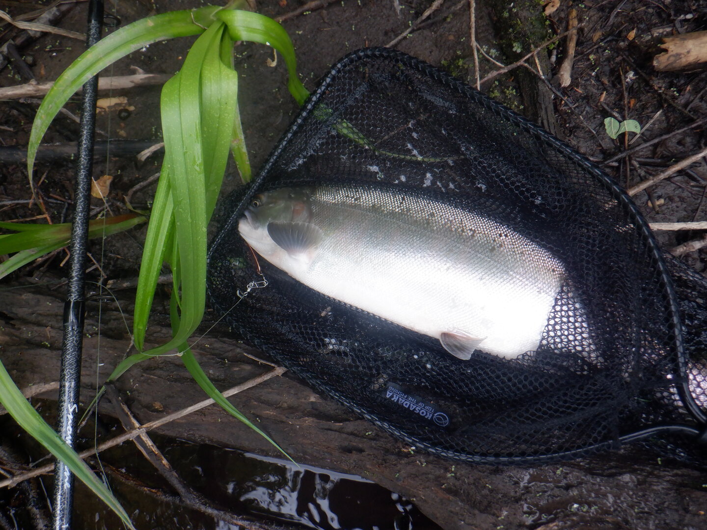 DSCF9749.JPG