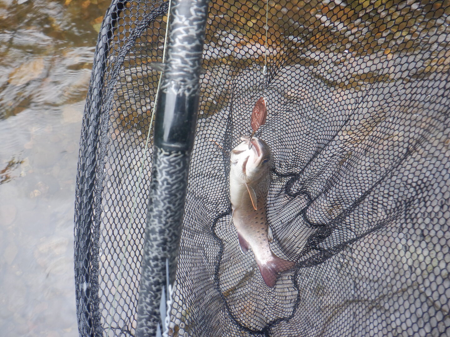 DSCF9750.JPG