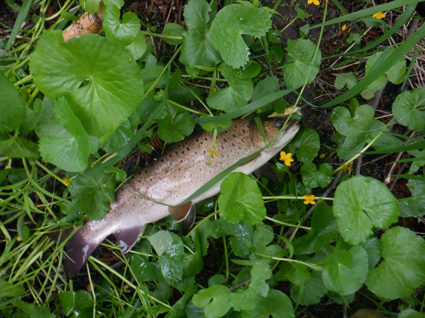 DSCF9753.JPG