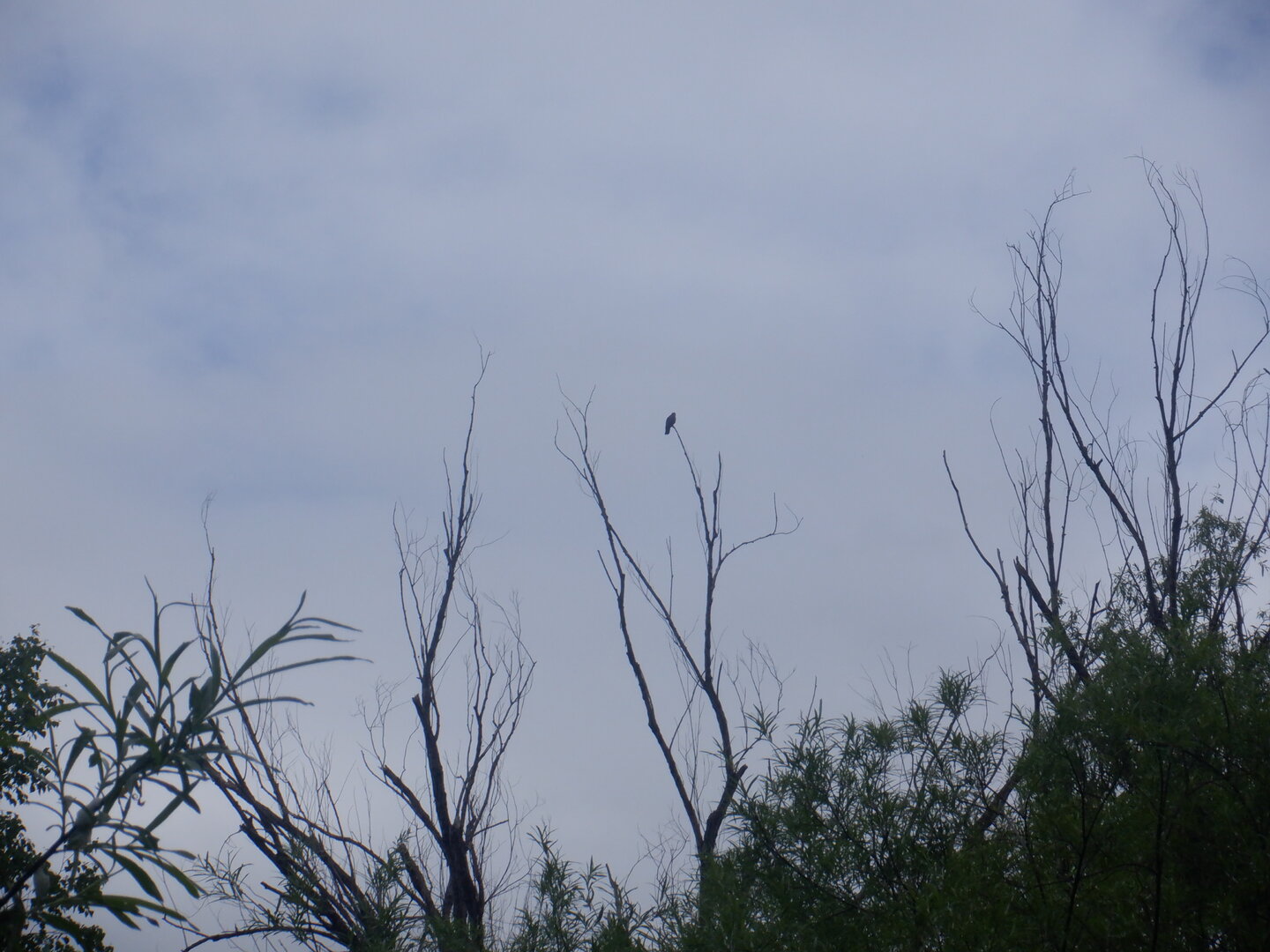 DSCF9755.JPG