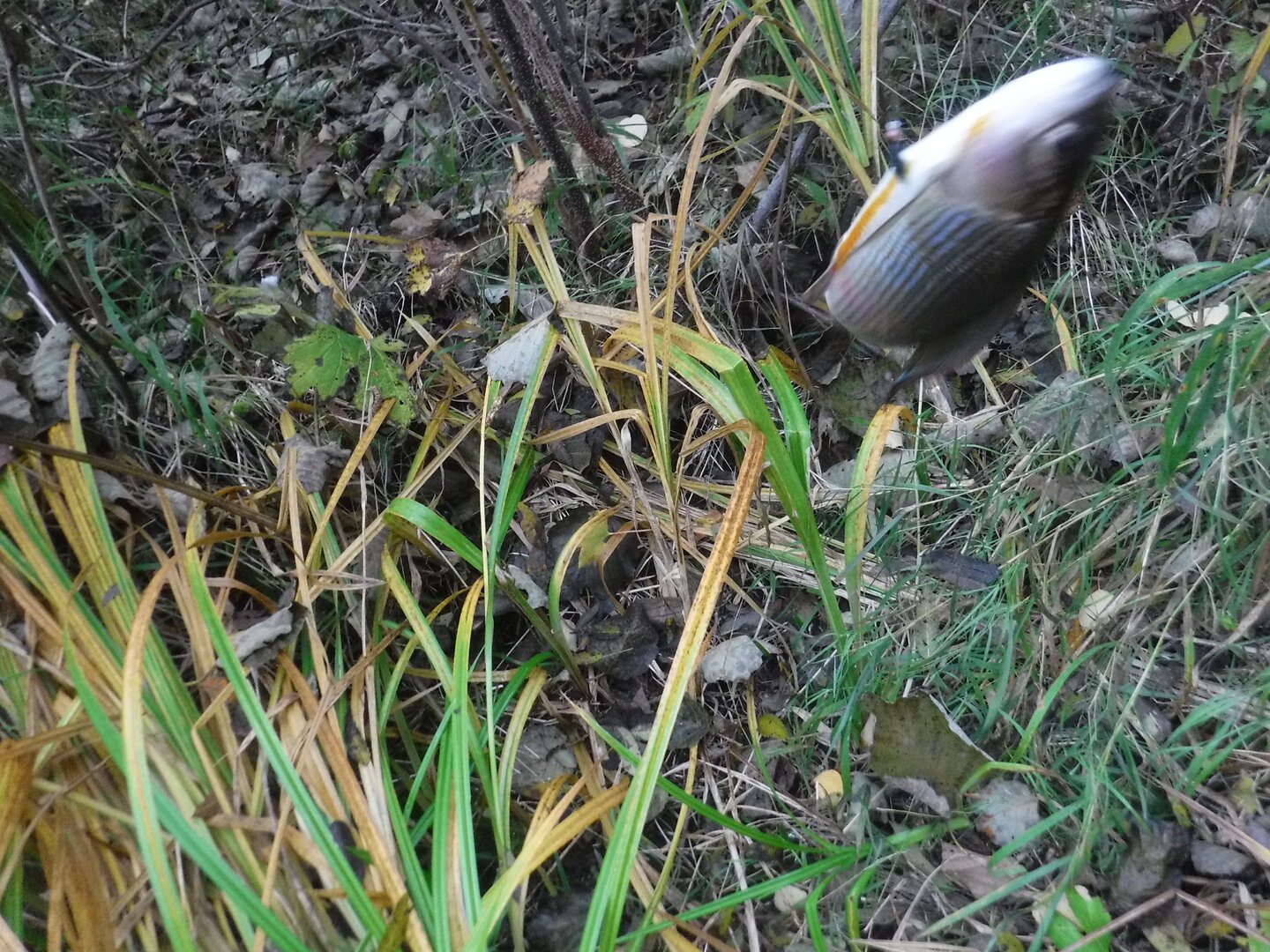 DSCF9790.JPG