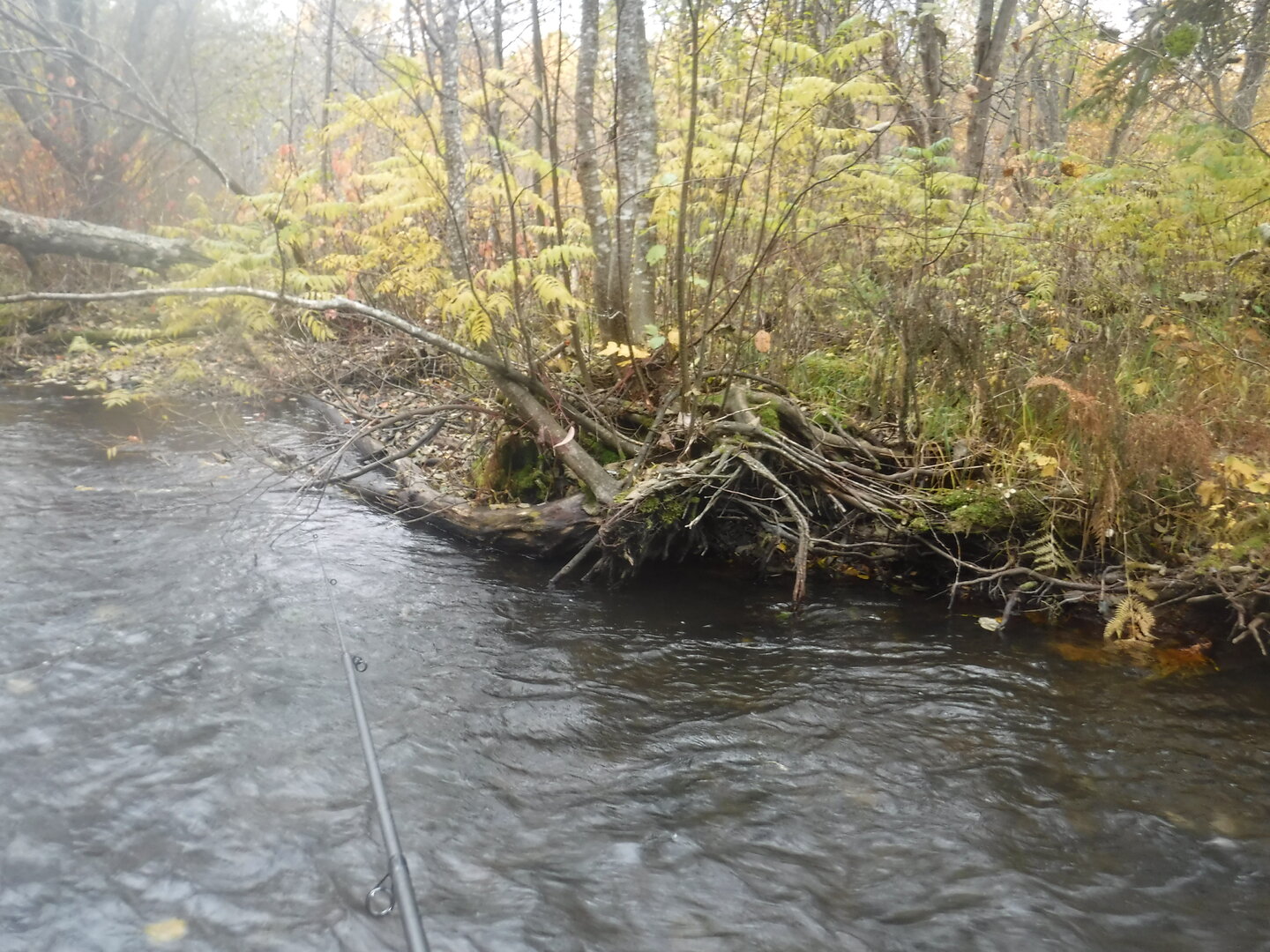 DSCF9794.JPG