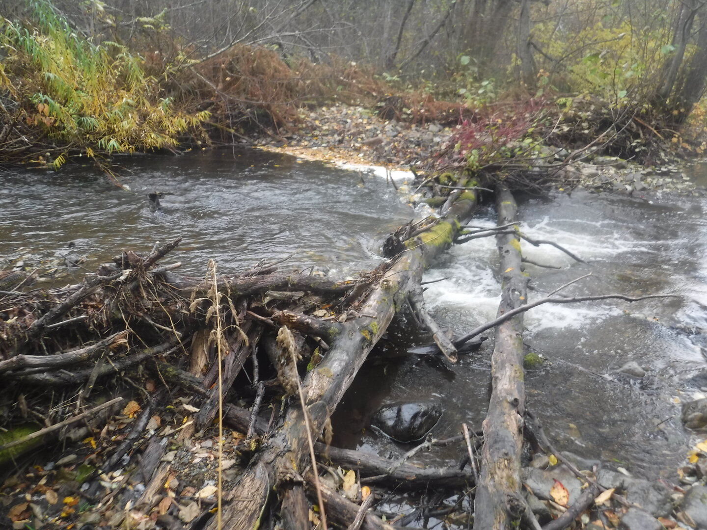 DSCF9797.JPG