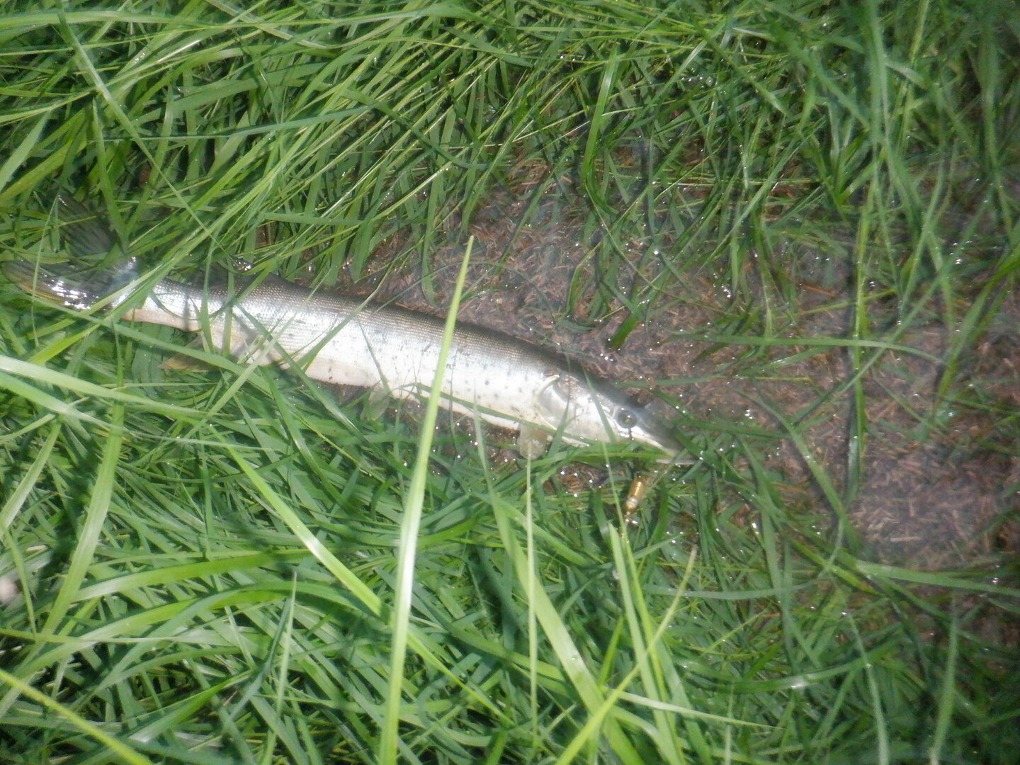 DSCF9799.JPG