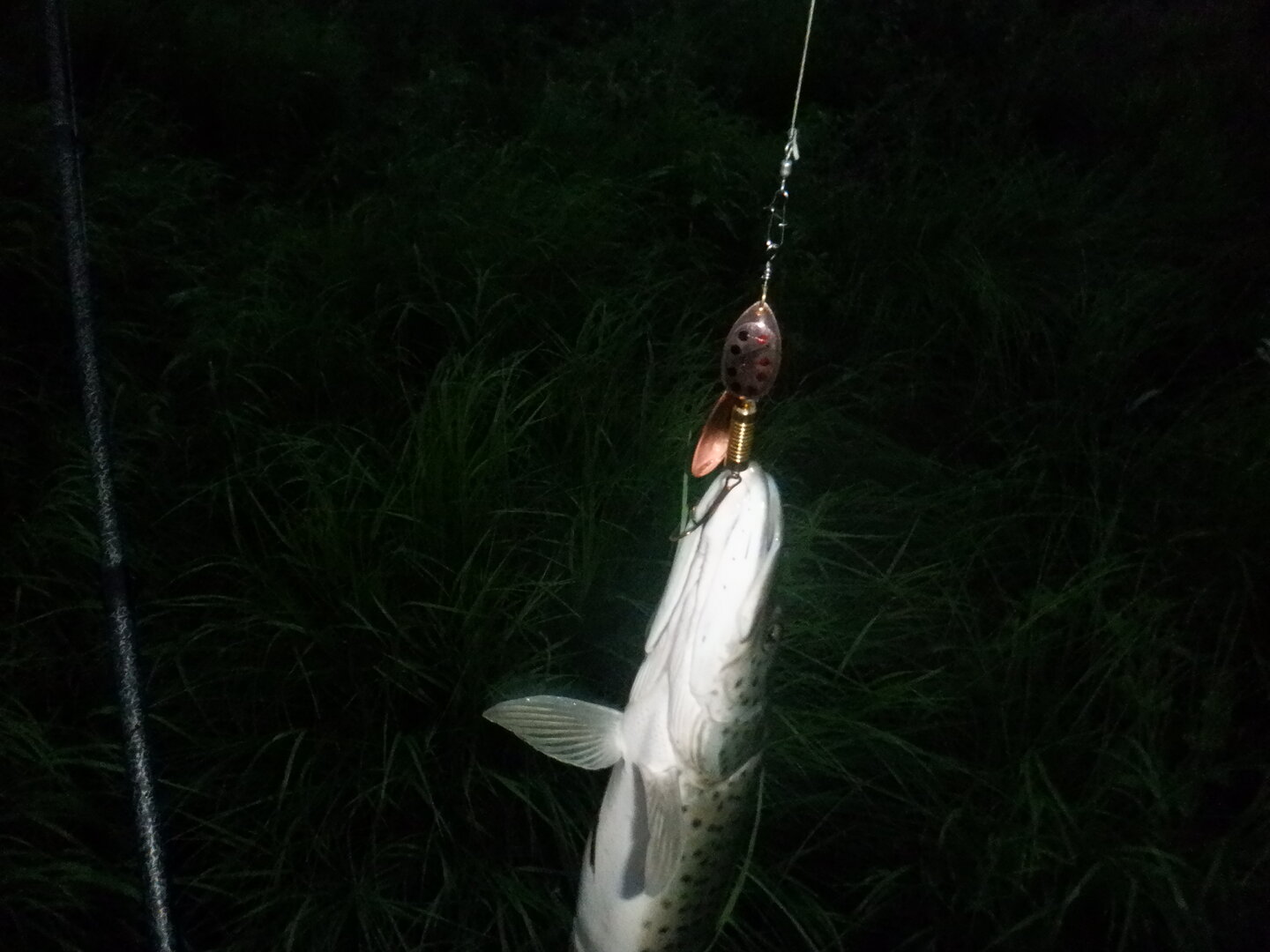 DSCF9801.JPG