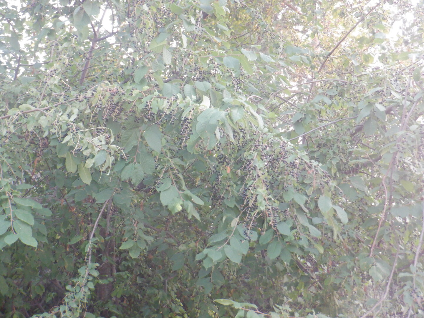 DSCF9823.JPG