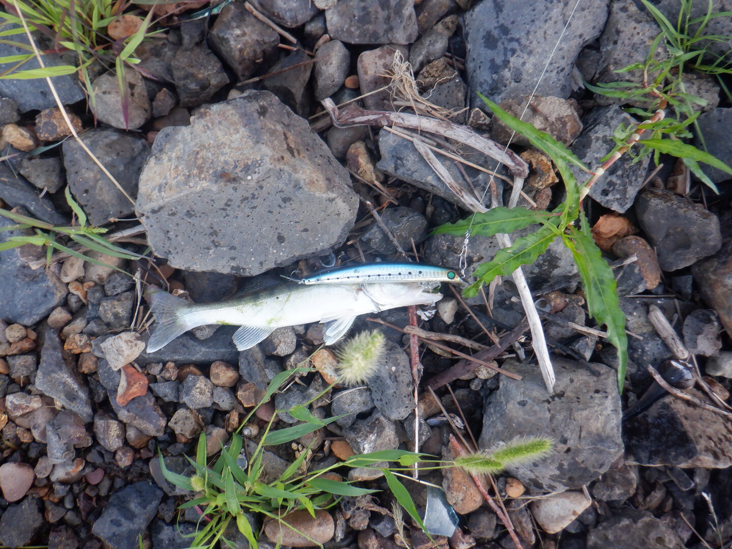 DSCF9826.JPG