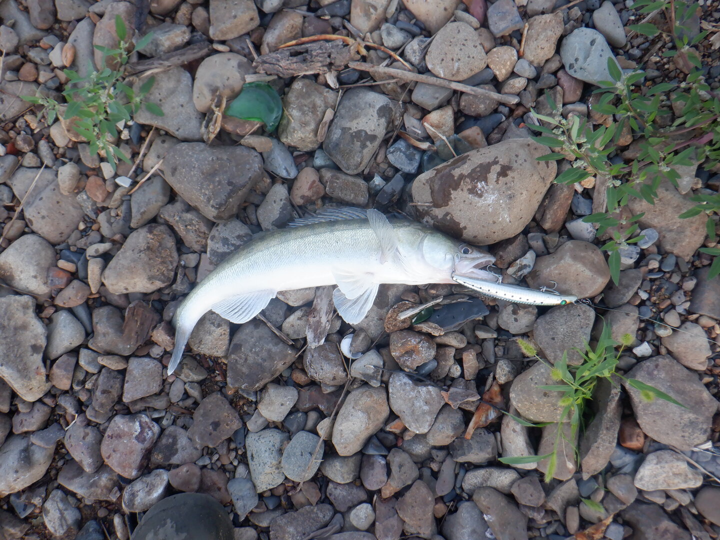 DSCF9829.JPG